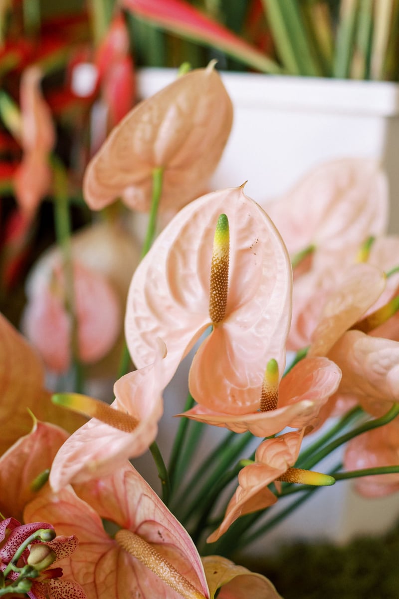 Mayesh Design Star workshop featuring light pink anthuriums