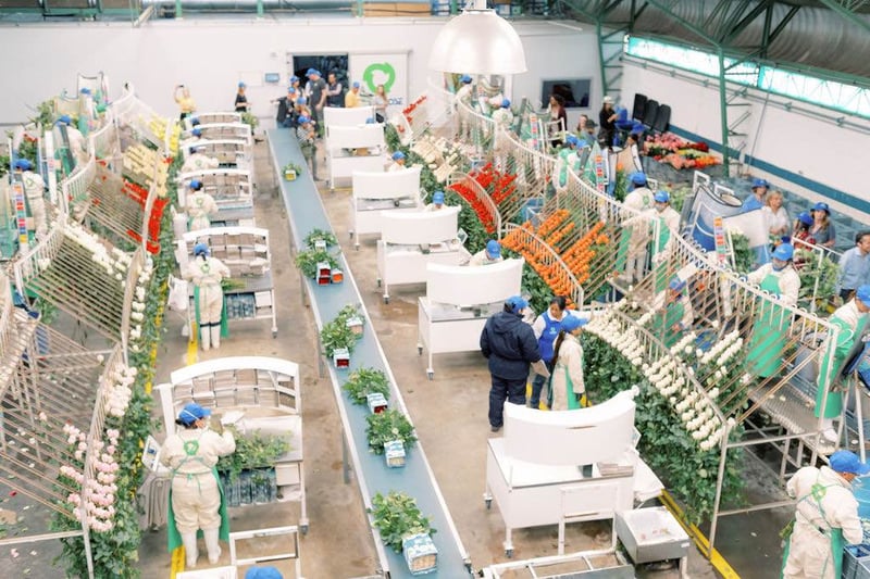 Rose assembly line at GreenRose in Ecuador.