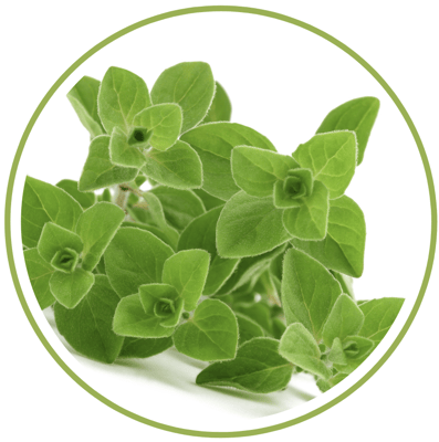 oregano