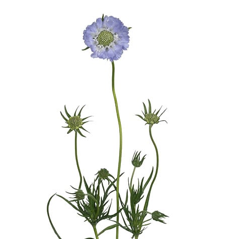 blue scabiosa