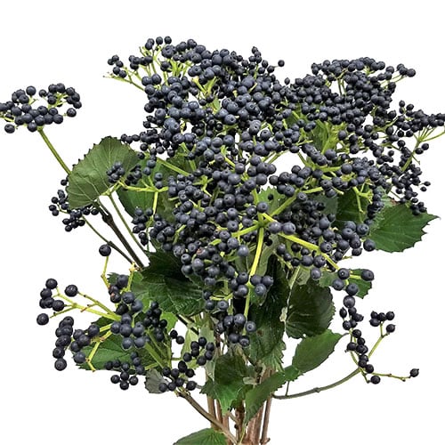 blue viburnum berries
