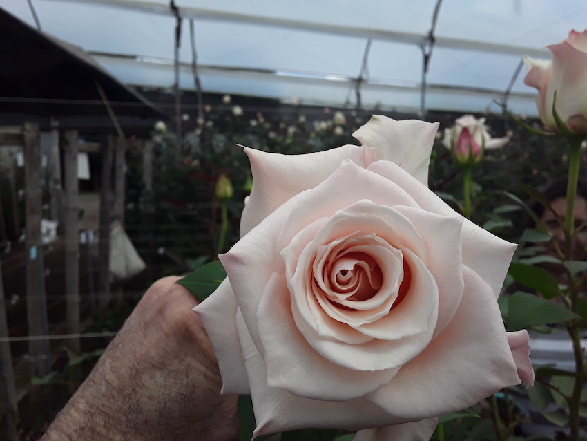 Valentine's Day Ecuador Roses