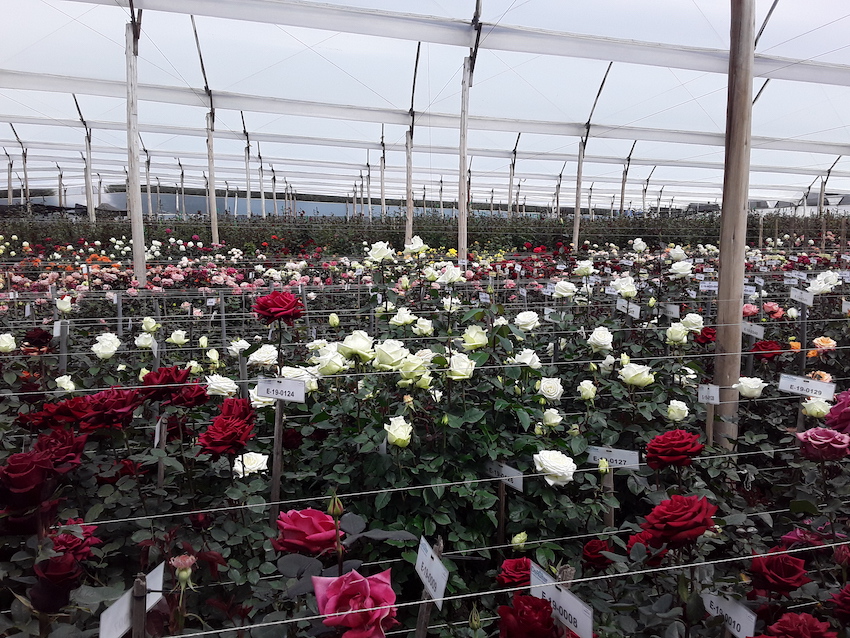 Valentine's Day Ecuador Roses