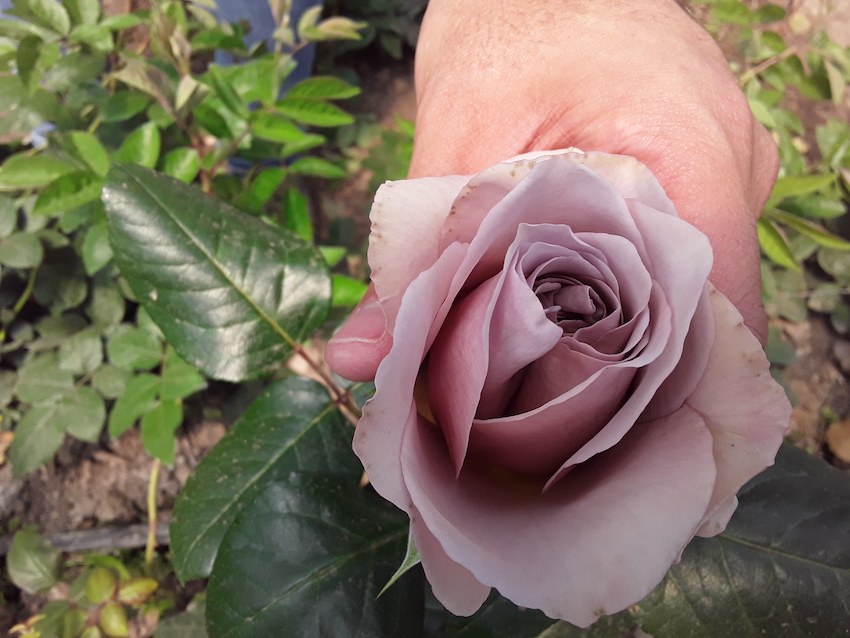 Valentine's Day Ecuador Roses