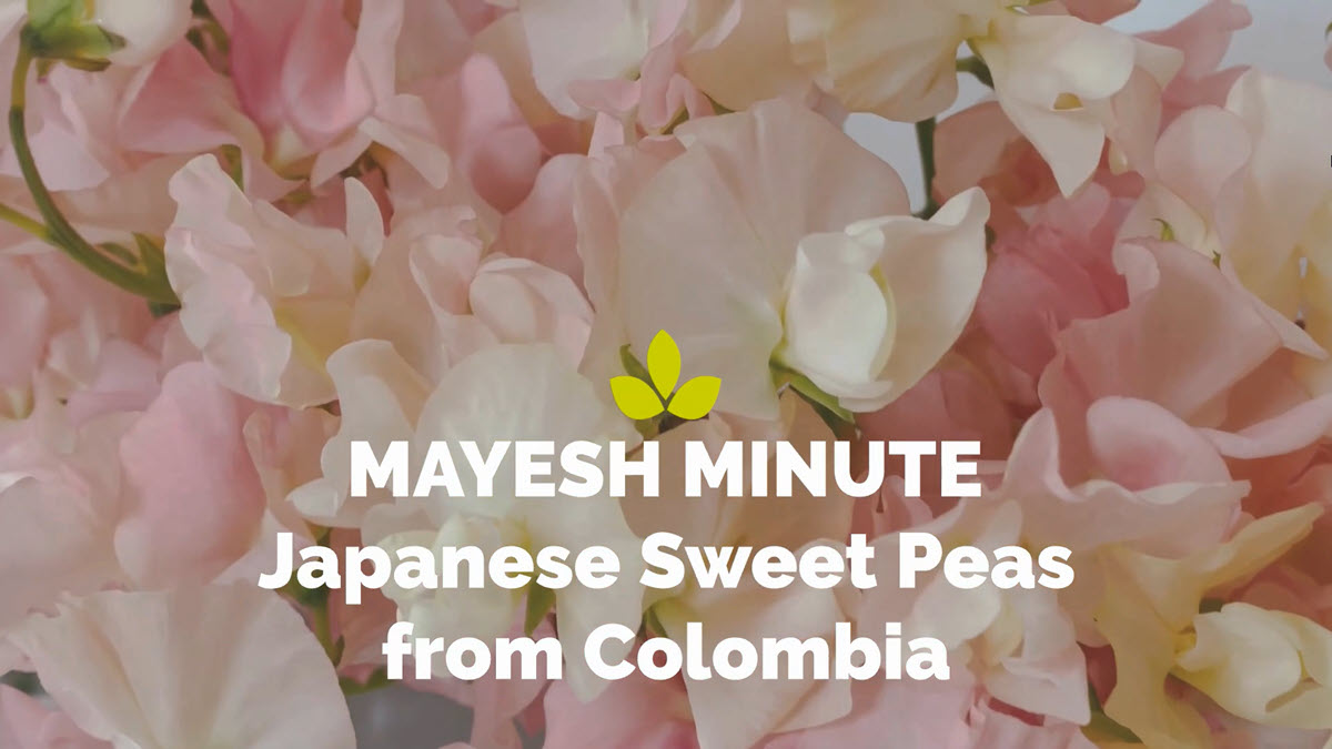 Japanese Sweet Peas from Colombia