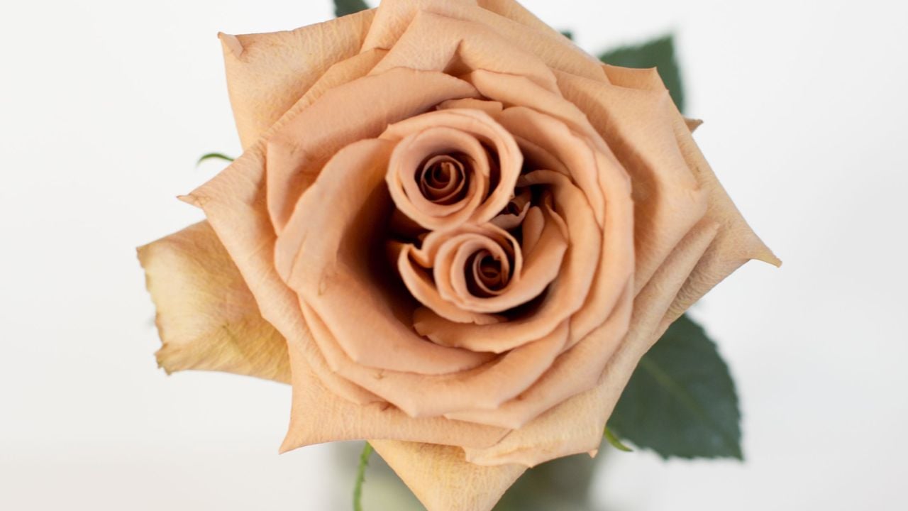 Brown Roses in Fall: Navigating Supply Issues and Substitutions