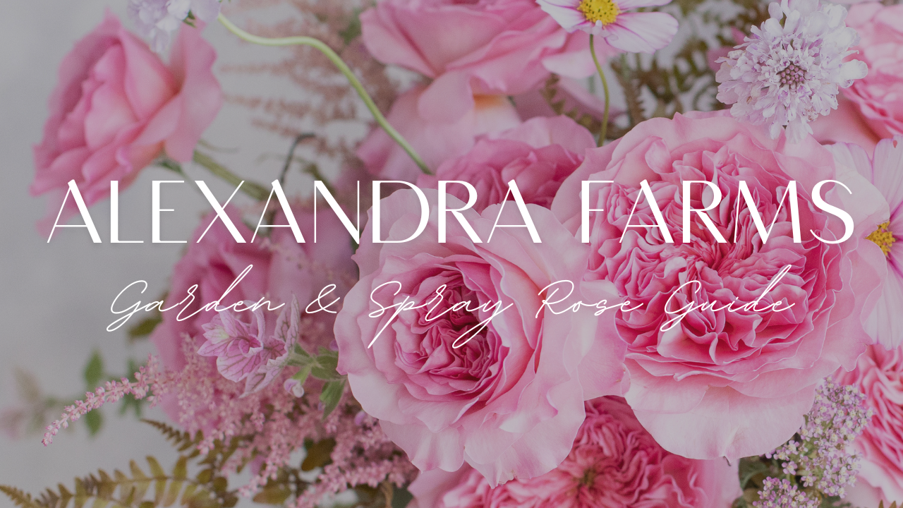 Alexandra Farms Garden & Spray Rose Guide