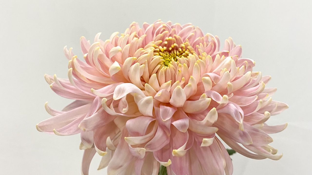 American-Grown Chrysanthemum Partnership