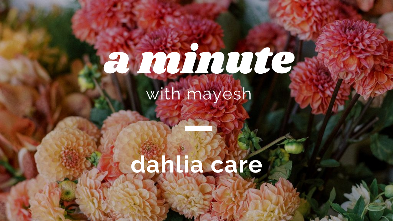 A Minute with Mayesh: Dahlia Care