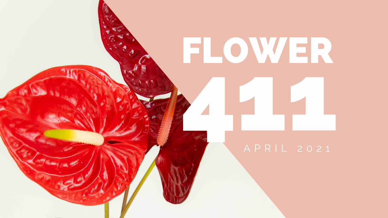 Flower 411: April 2021