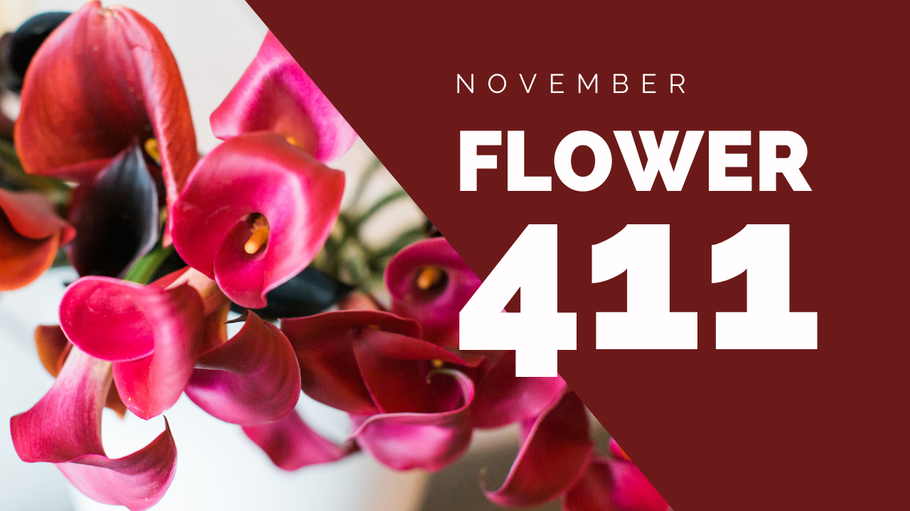 Flower 411: November 2020