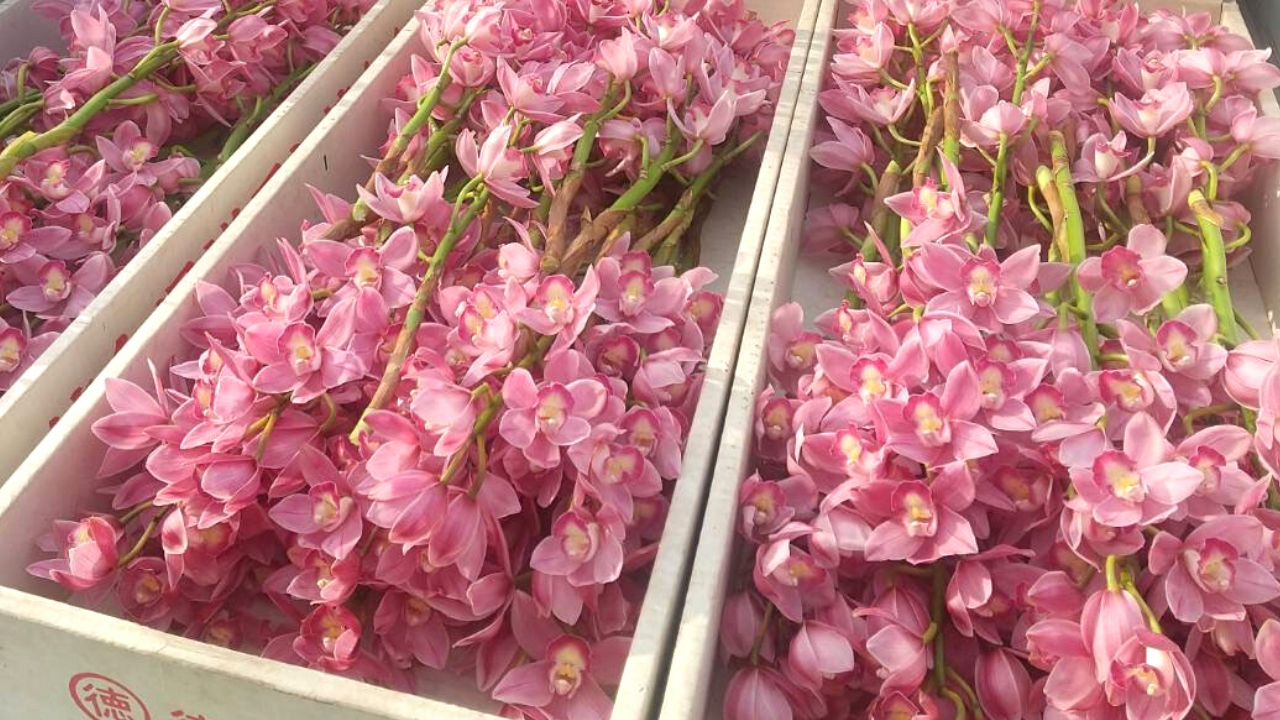 Japanese Flowers: Cymbidiums