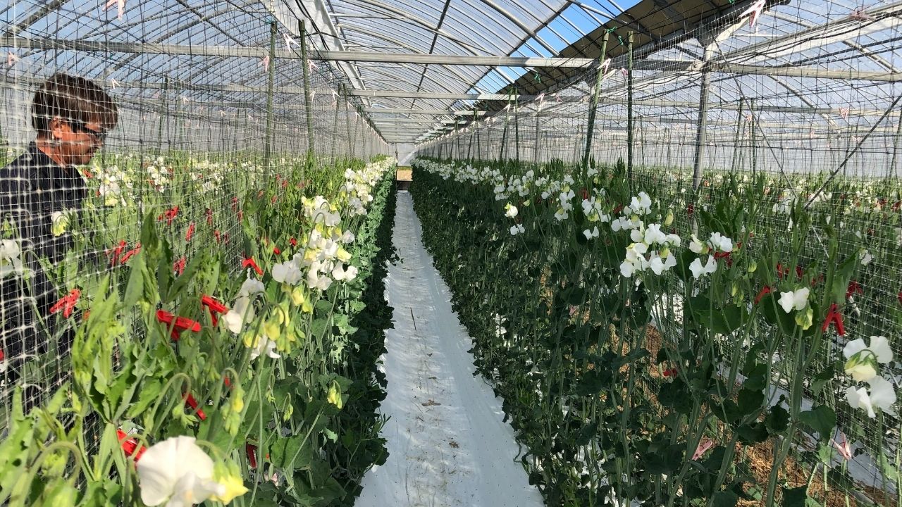 Japanese Flower Farming: Introduction