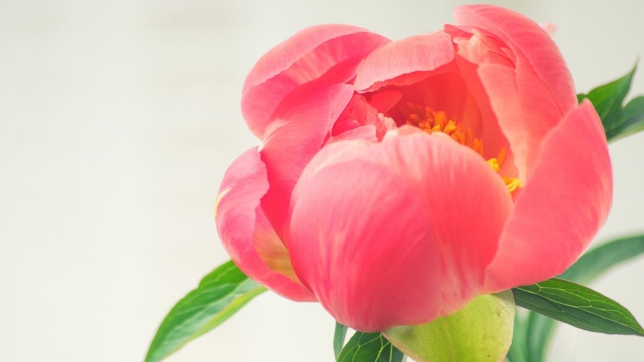 The Life of a Coral Charm Peony