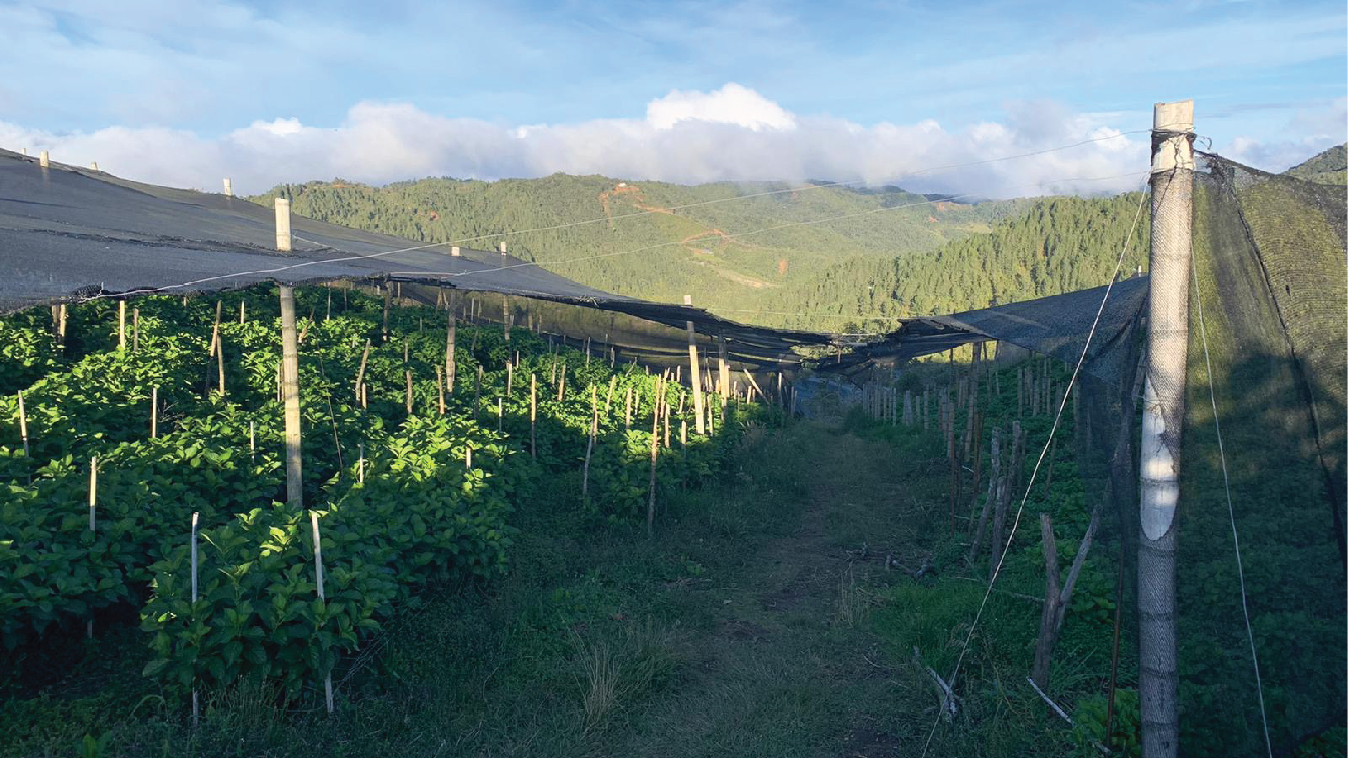 Colombia Farm Visits 2019