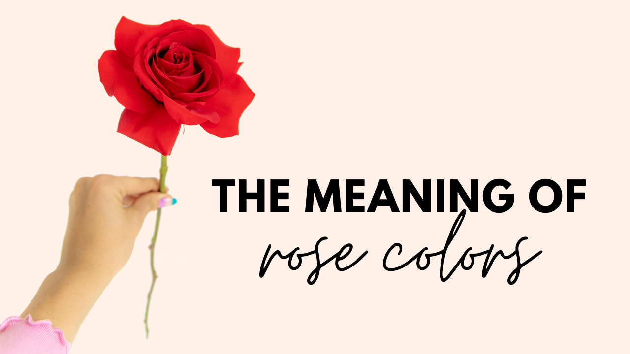 A Complete Guide to Rose Color Meanings