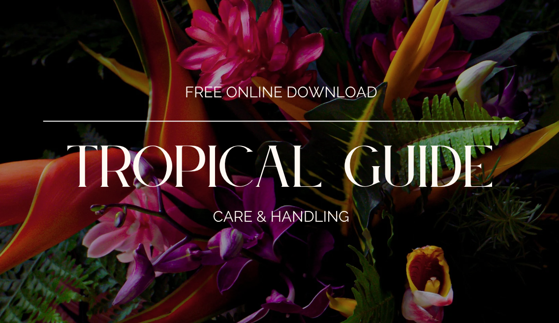 Introducing Our Tropical Floral Design Guide