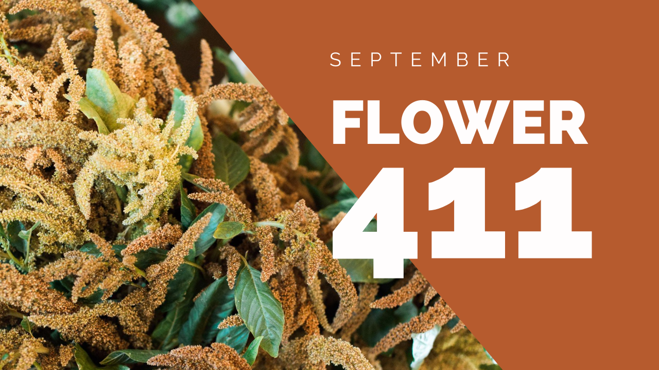 Flower 411: September 2020