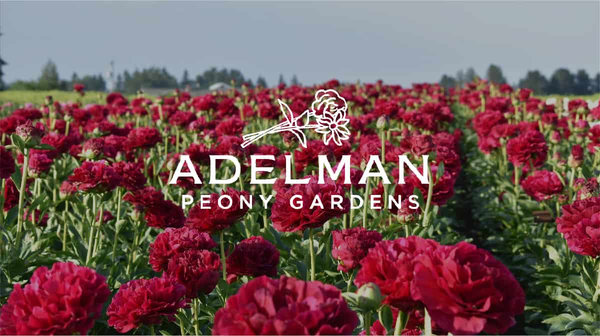 Mayesh Luxe Blooms Grower Feature: Adelman Peony Gardens