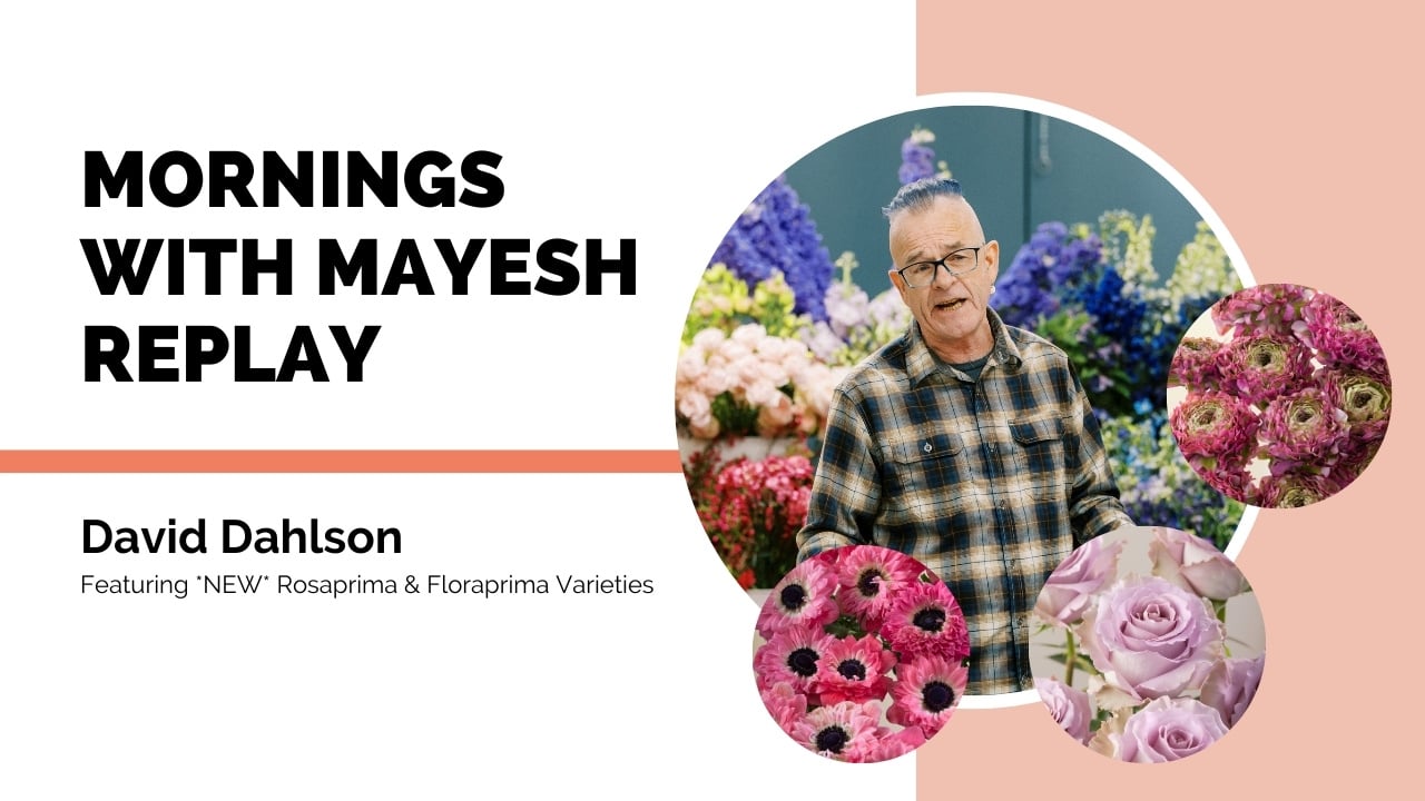 Mornings with Mayesh: NEW Rosaprima & Floraprima Flowers