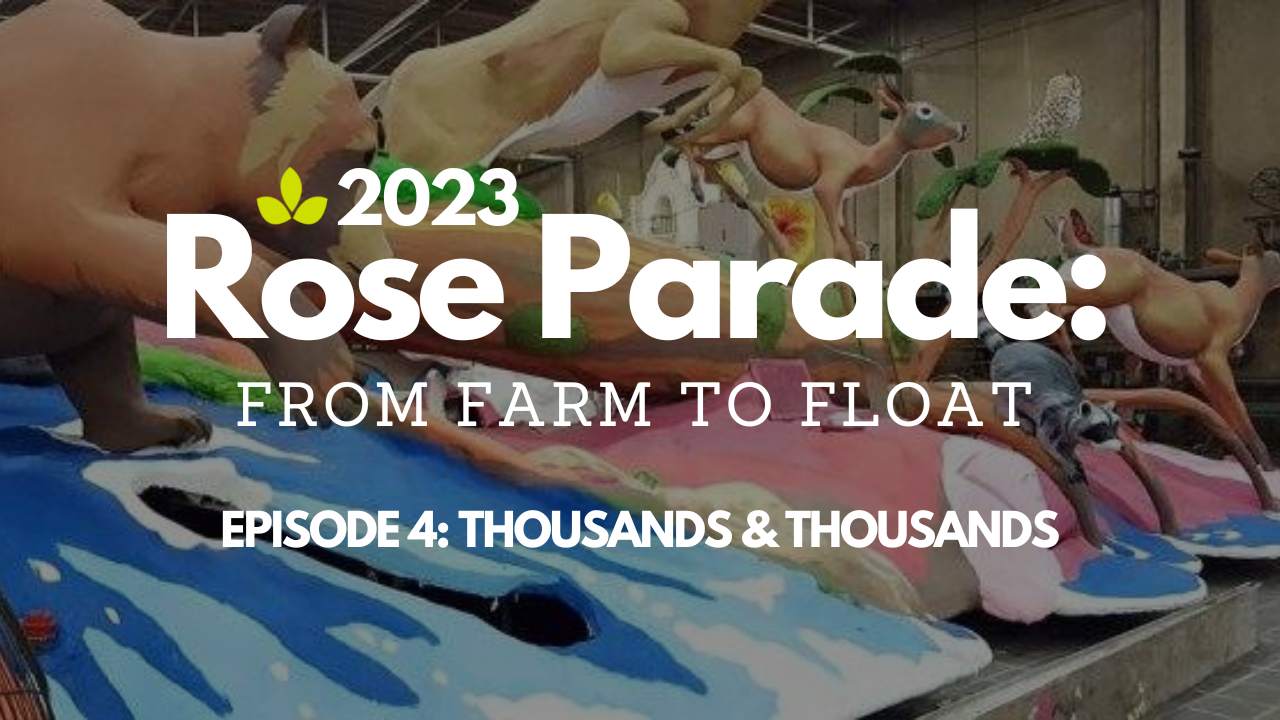 From Farm to Float: Thousands & Thousands