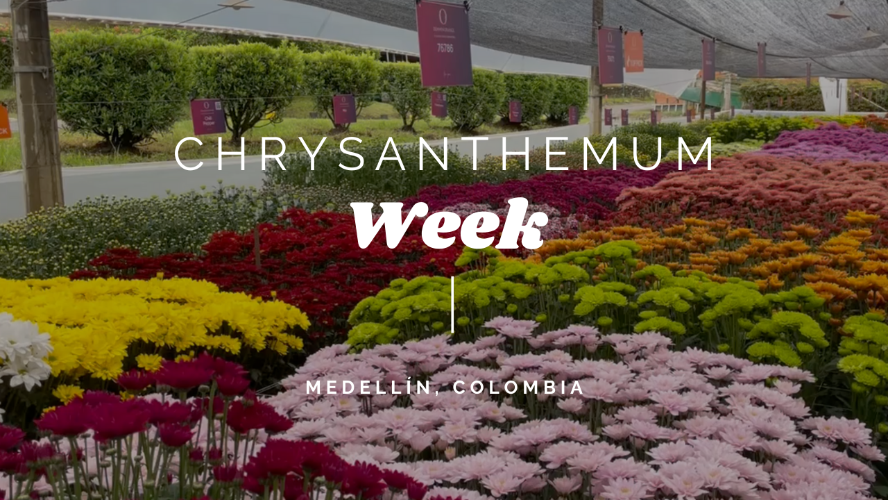 Chrysanthemum Week