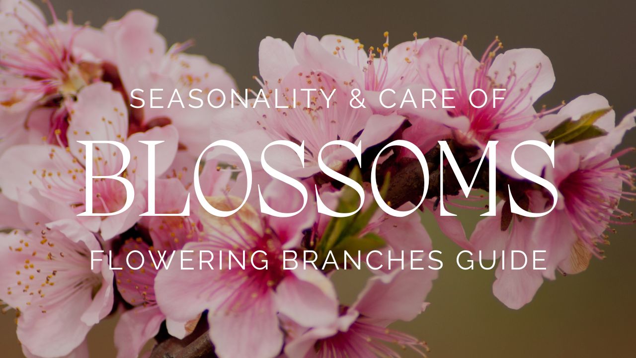 Seasonality & Care of Blossoms Guide