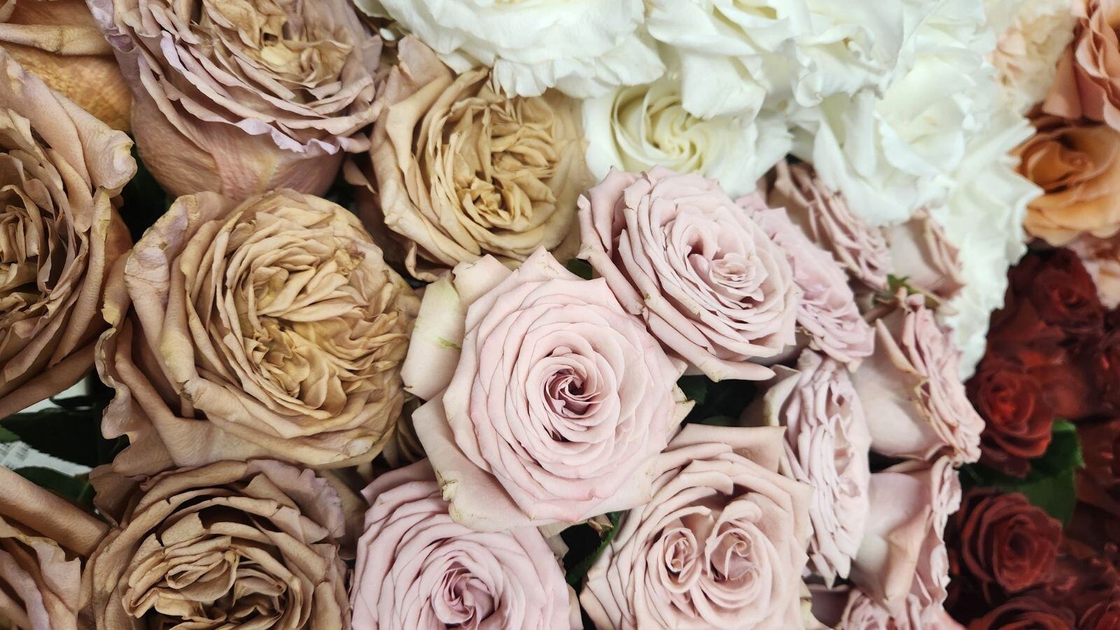 Beyond the Cappuccino Rose: A Rich Blend of Coffee-Inspired Blooms