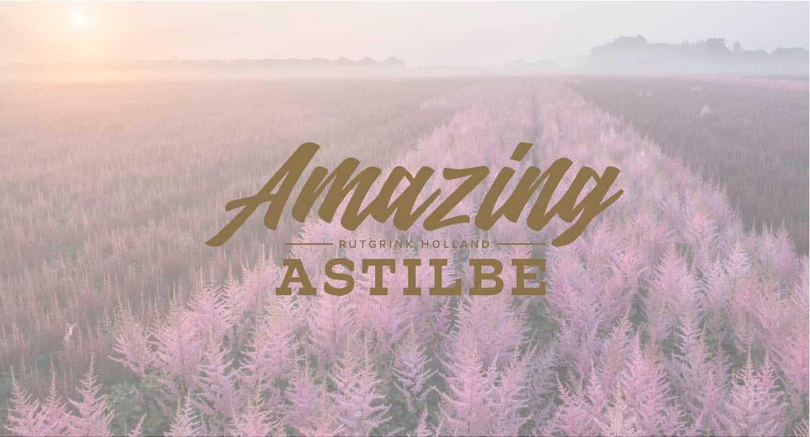 Mayesh Grower Feature: Amazing Astilbe
