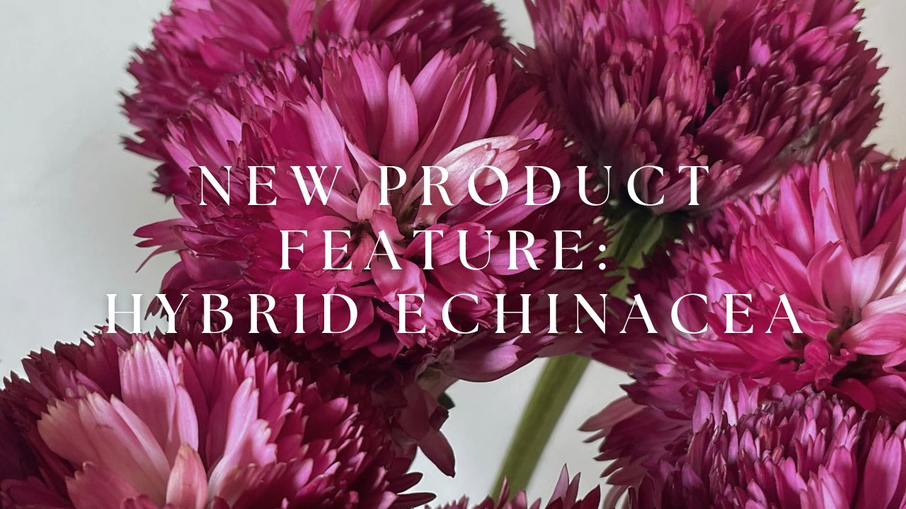 New Product Feature: Hybrid Echinacea