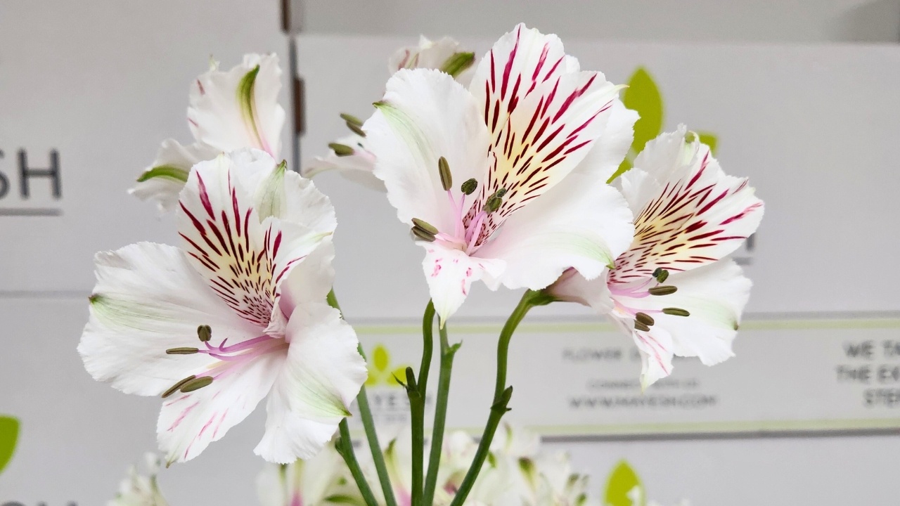 Manicured Alstroemeria