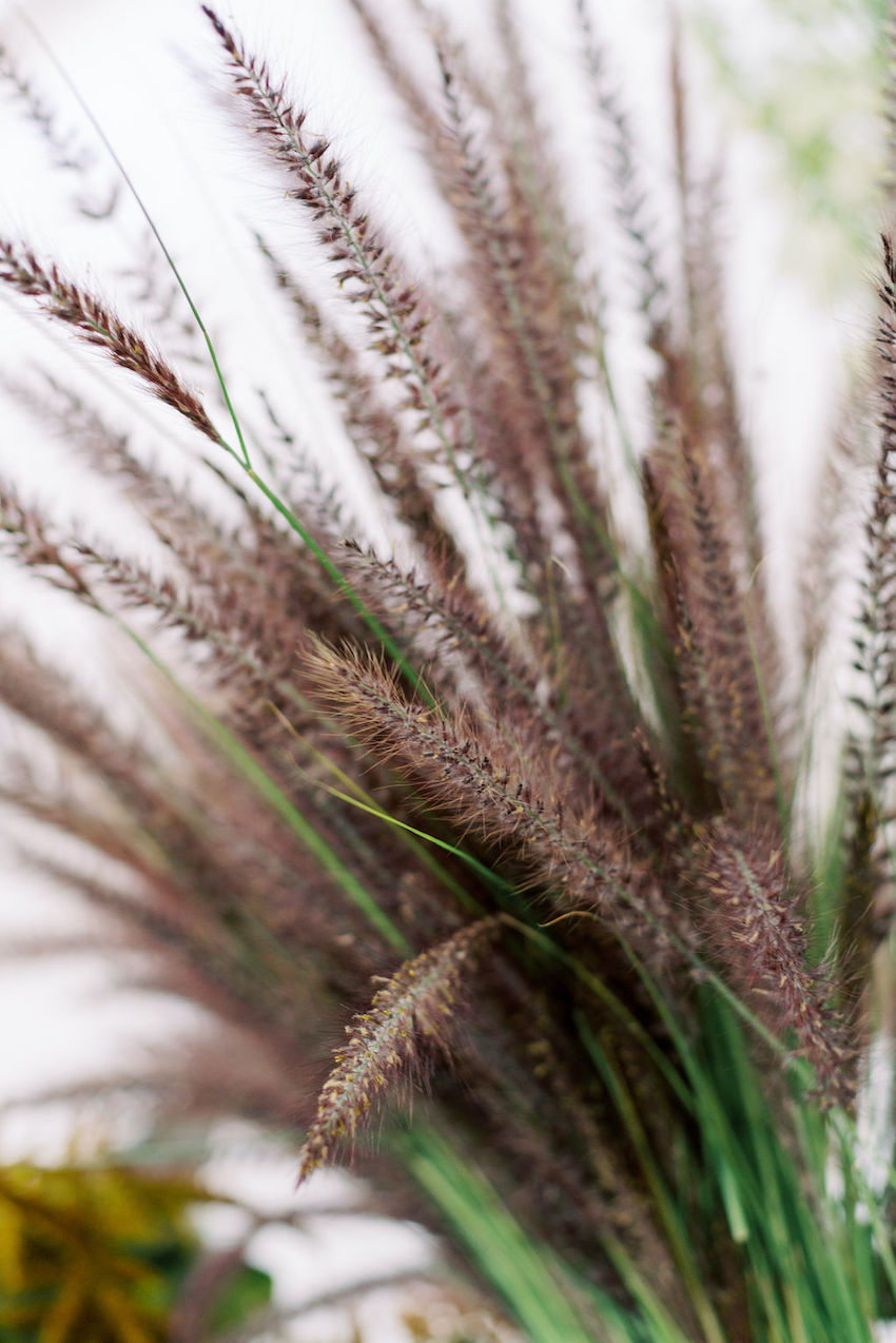 Red Fountain Grass