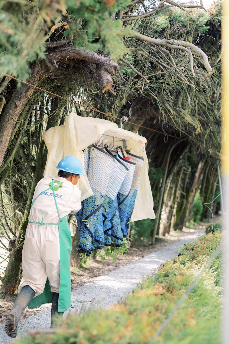 The Flower Growing Process Greenrose Quito Ecuador