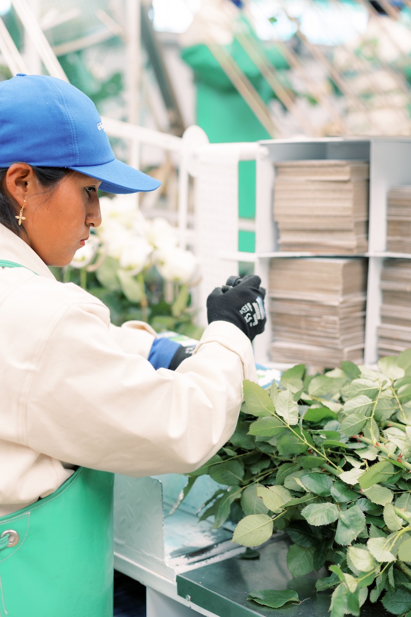 The Flower Growing Process Greenrose Quito Ecuador