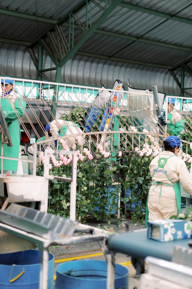 The Flower Growing Process Greenrose Quito Ecuador