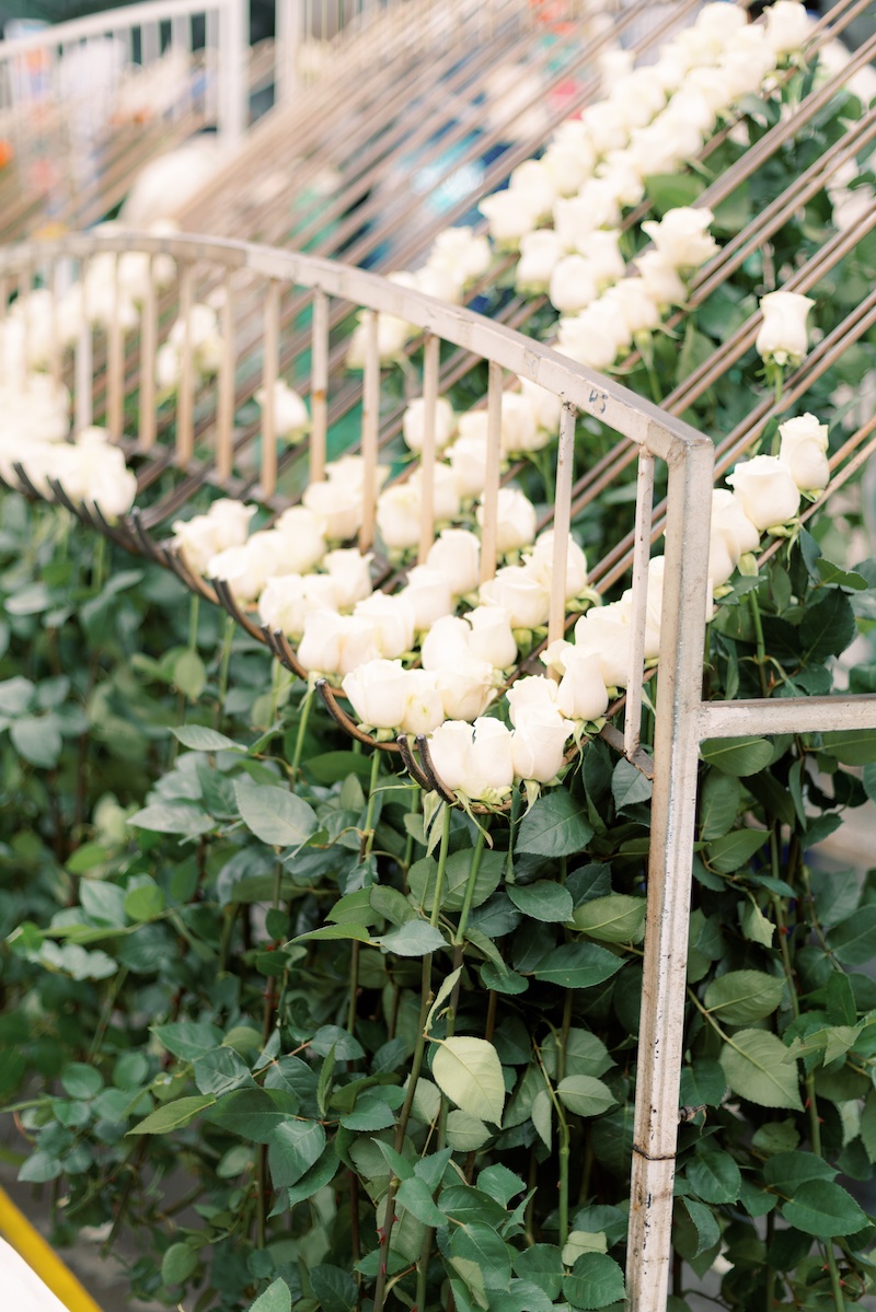 The Flower Growing Process Greenrose Quito Ecuador